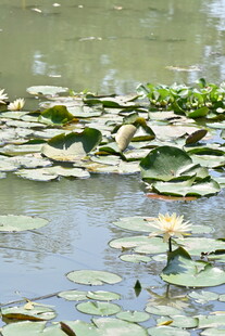 池塘中的睡莲与荷叶