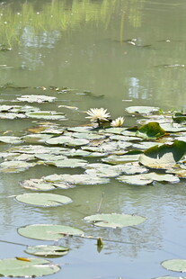 水面上的睡莲叶片
