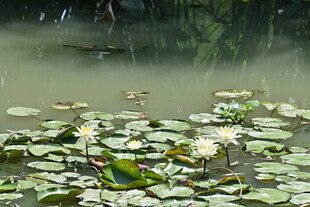 池塘中绽放的白色睡莲