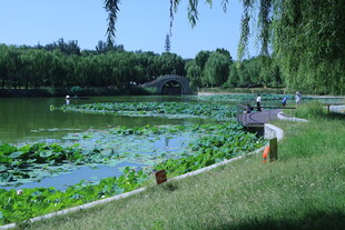 公园风景 
