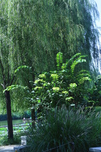 公园风景  