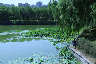 公园风景  