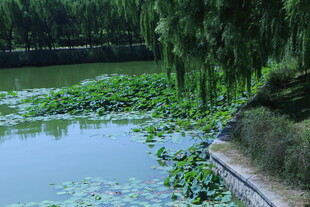 公园风景 