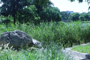 公园风景  