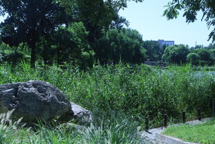 公园风景 