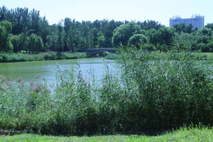 公园风景 