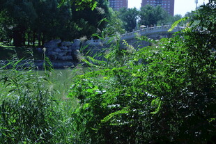 公园风景  