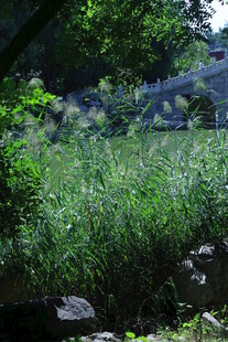 公园风景  