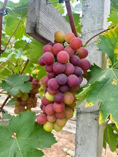 葡萄栽培