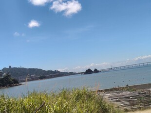 海滨风光蓝天白云与绿植