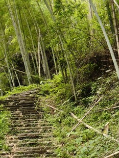 竹林中的石阶小径