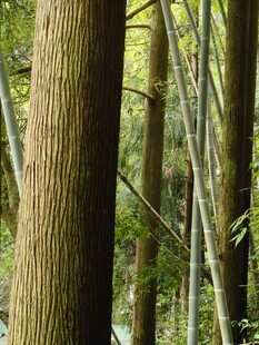 茂密林间的高大树木