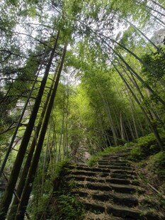 竹林中的石阶小径