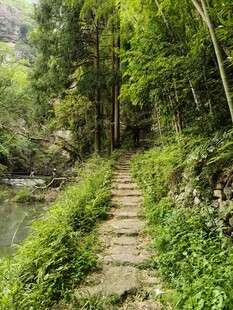 林间小径邂逅自然之美