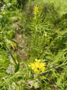 野外绽放的黄色小花