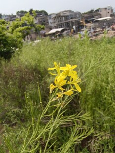 田野中的灿烂黄色小花