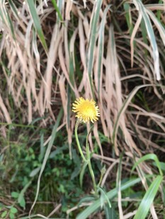 草丛中绽放的黄色小花