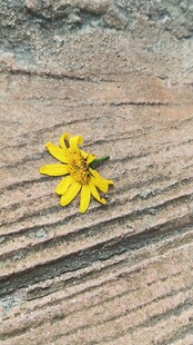 木板上的单朵黄色小花