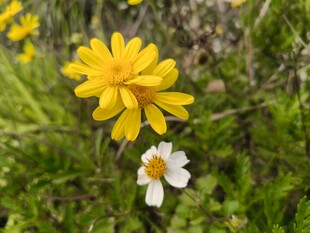 草地上的黄白小花