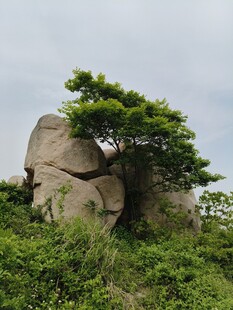 石上孤树尽显自然野趣