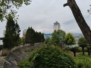 公园绿植与远处建筑景观