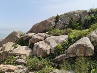 岩石上的绿意盎然