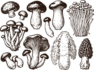 多样蘑菇黑白插画集合