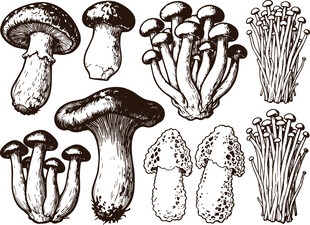 手绘多样蘑菇集合