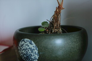 古朴陶盆中的绿植盆景