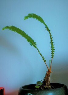 翠绿蕨类盆栽植物特写