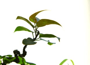 嫩绿枝叶的生机盆景