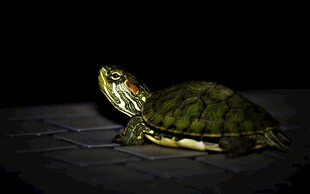 暗光下的绿壳乌龟