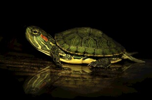 水中绿龟特写