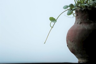 陶盆绿植 一抹清新自然