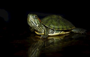 暗光下的绿壳乌龟