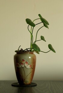 古朴花瓶中生长的绿植