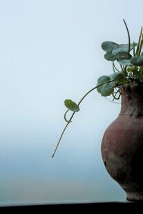 陶盆中生长的翠绿植物