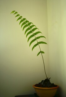 室内盆栽蕨类植物