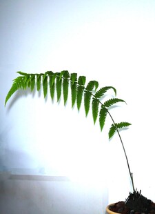 弯曲的翠绿羽状叶片植物