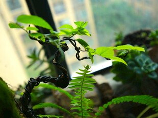 室内小盆景 绿意盎然