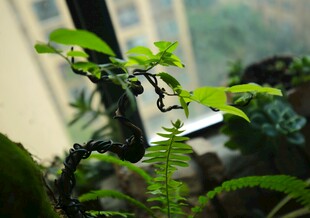 室内绿植小景