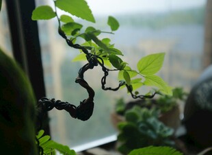 窗前虬枝绿植展生机
