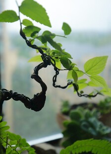 弯曲枝干的翠绿盆景