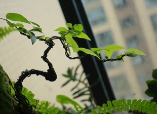 窗前弯曲绿植生机盎然