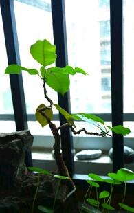 窗边绿植 生机盎然