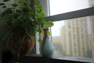 窗边绿植与素雅花瓶