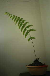 盆栽蕨类植物的优雅姿态