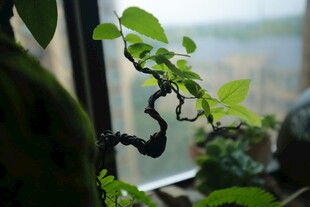 窗边精致小盆景