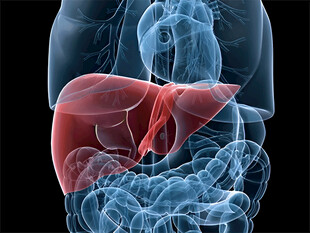 人体肝脏解剖示意图