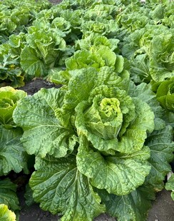 大白菜栽培